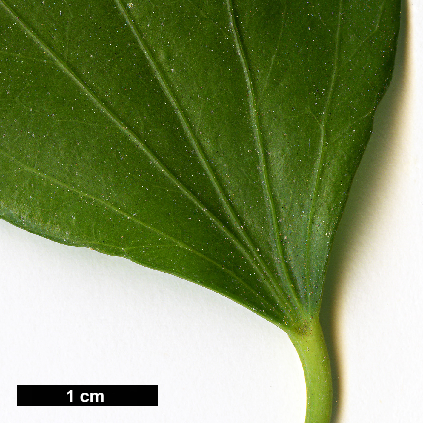 High resolution image: Family: Araliaceae - Genus: Hedera - Taxon: nepalensis - SpeciesSub: var. sinensis